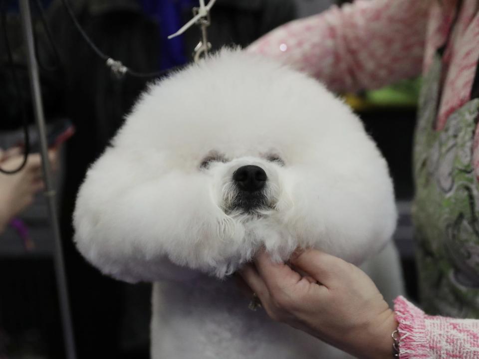 Donald, a bichon frise, February 11, 2019.