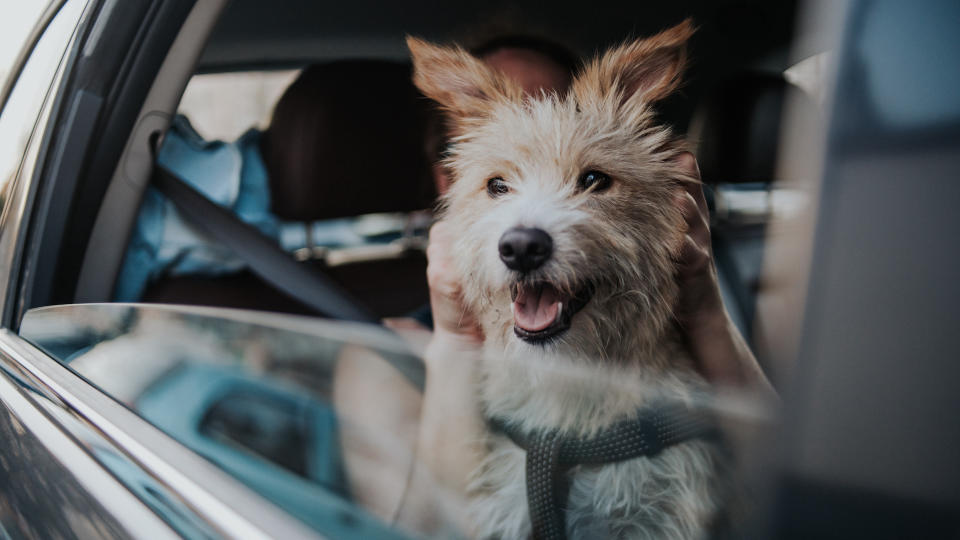 dog sitting in car