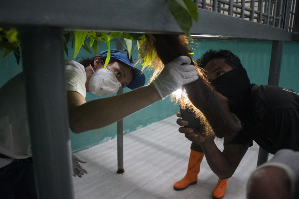 Orangutan rescue