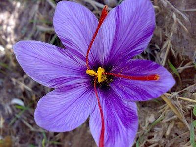 Saffron comes from the vivid red stigma of <em>Crocus sativus</em>, commonly known as the ‘saffron crocus’. <a href="https://en.wikipedia.org/wiki/Saffron#/media/File:Saffron8.jpg" rel="nofollow noopener" target="_blank" data-ylk="slk:Serpico/Wikipedia;elm:context_link;itc:0;sec:content-canvas" class="link ">Serpico/Wikipedia</a>, <a href="http://creativecommons.org/licenses/by-sa/4.0/" rel="nofollow noopener" target="_blank" data-ylk="slk:CC BY-SA;elm:context_link;itc:0;sec:content-canvas" class="link ">CC BY-SA</a>