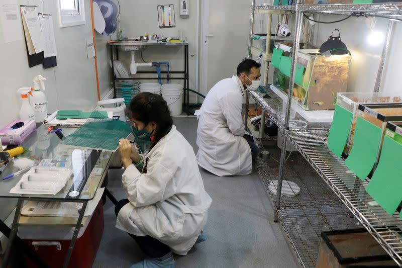 Scientists work inside a laboratory where so called 'Rana del Loa' (Loa's Frog), under danger of extinction has been successfully reproduced, in Santiago