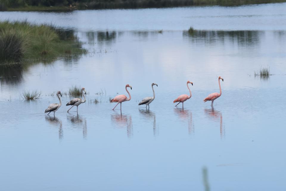 Six flamingos check out Lighthouse Pool at the St. Marks National Wildlife Refuge on Thursday, Aug. 31, 2023.