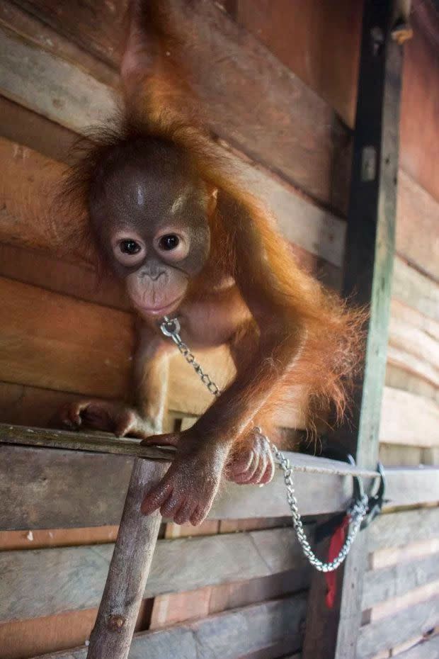 Baby Orangutan In Borneo by Gethinlane