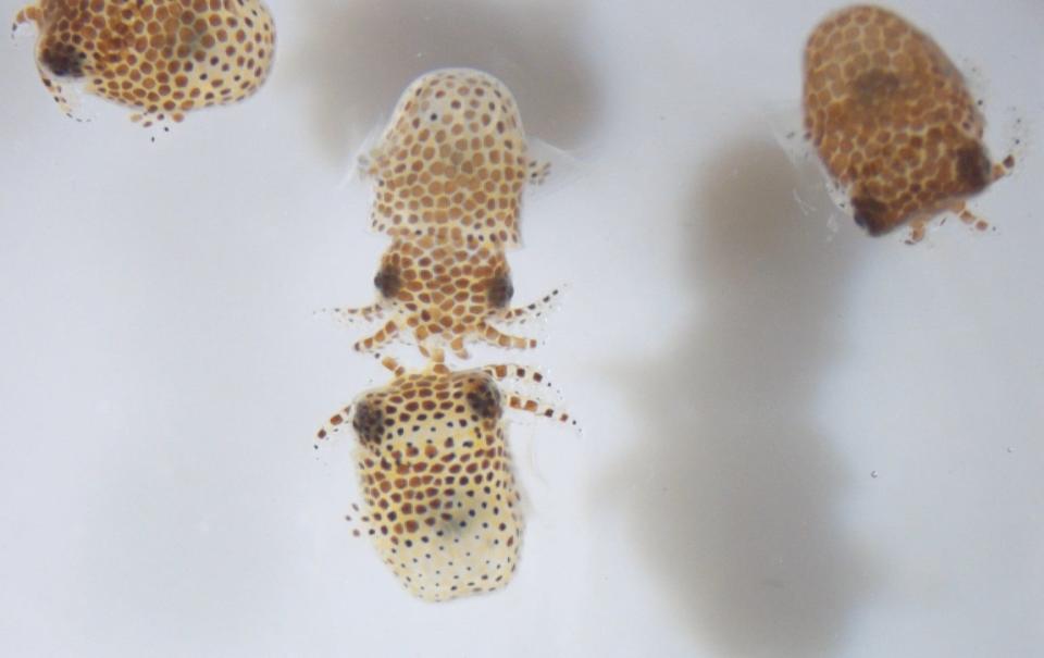 These baby bobtail squid are part of an experiment that examines whether space alters the symbiotic relationship between the squid and the bacterium Vibrio fischeri.