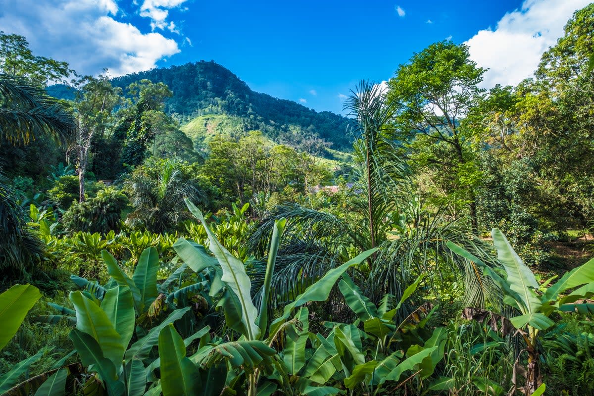 Madagascar insists on Covid tests both before and after your flight there (Getty Images/iStockphoto)