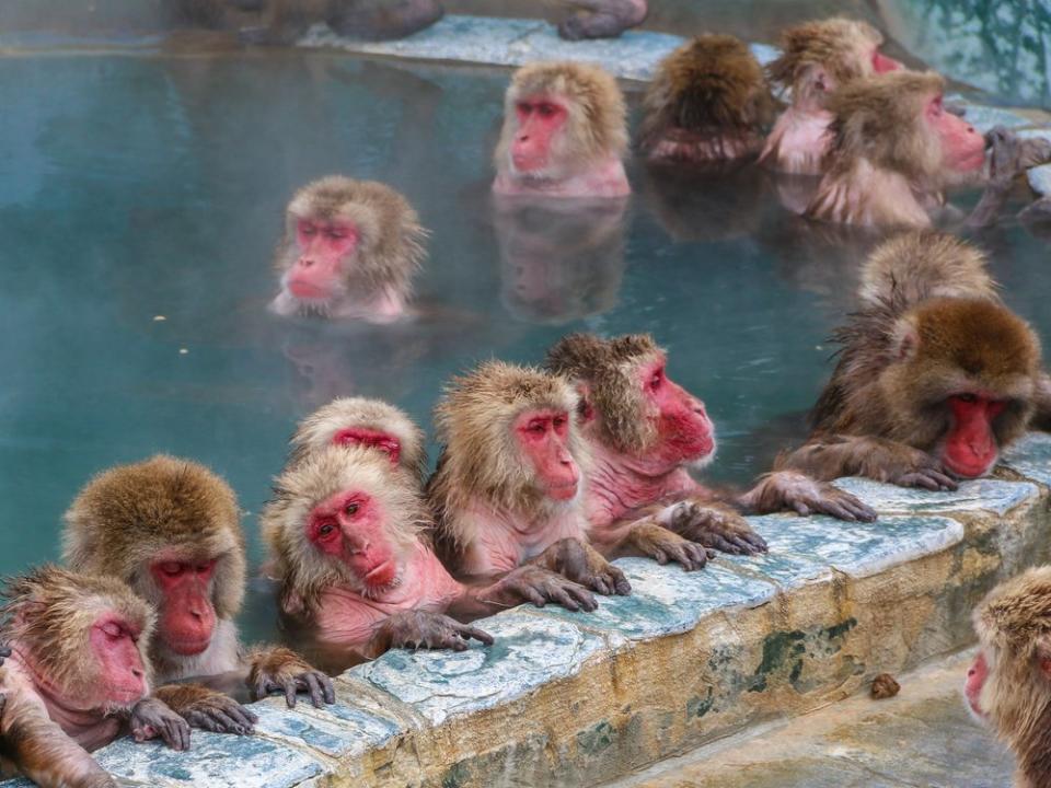 Makaken: Die pelzigen Gesellen genießen die heißen Onsen. (Bild: Neptunestock/Shutterstock.com)