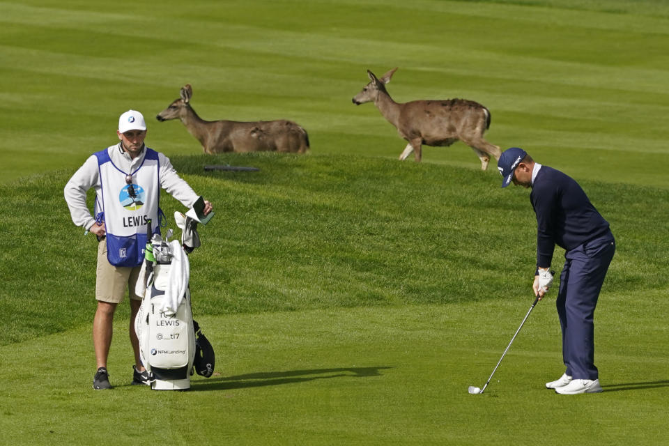 Tom Lewis, right, of England, prepares to hit his approach shot to the sixth of the Spyglass Hill Golf Course as a pair of deer cross the fairway during the second round of the AT&T Pebble Beach Pro-Am golf tournament Friday, Feb. 12, 2021, in Pebble Beach, Calif. (AP Photo/Eric Risberg)