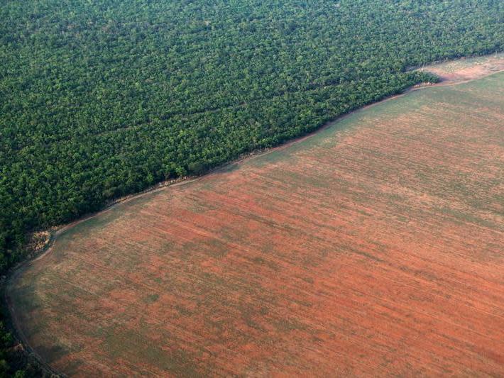 One of the devastating side-effects of gold mining is deforestation and degradation of protected natural areas, study finds: Reuters