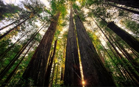 California's redwoods are amongst the tallest trees on the planet - Credit: iStock