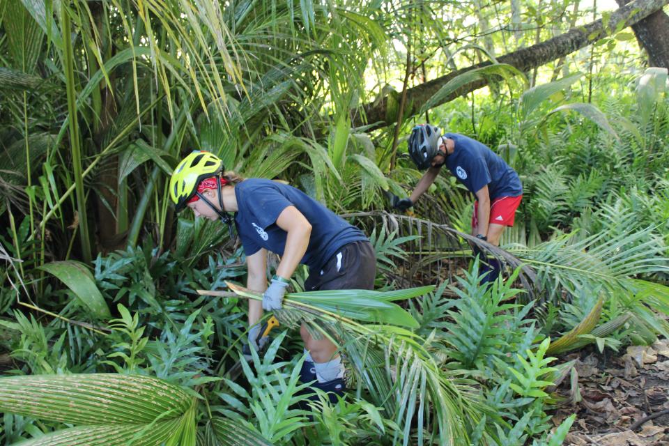 Conservationists remove coconut palms from Palmyra, an invasive species that threw the native ecosystem out of balance.Courtesy of Island Conservation / Katie Franklin