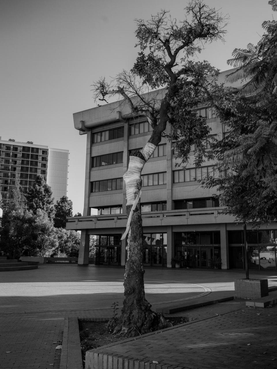 The 150-year-old grapefruit tree in the courtyard of the Japanese American Cultural Center.