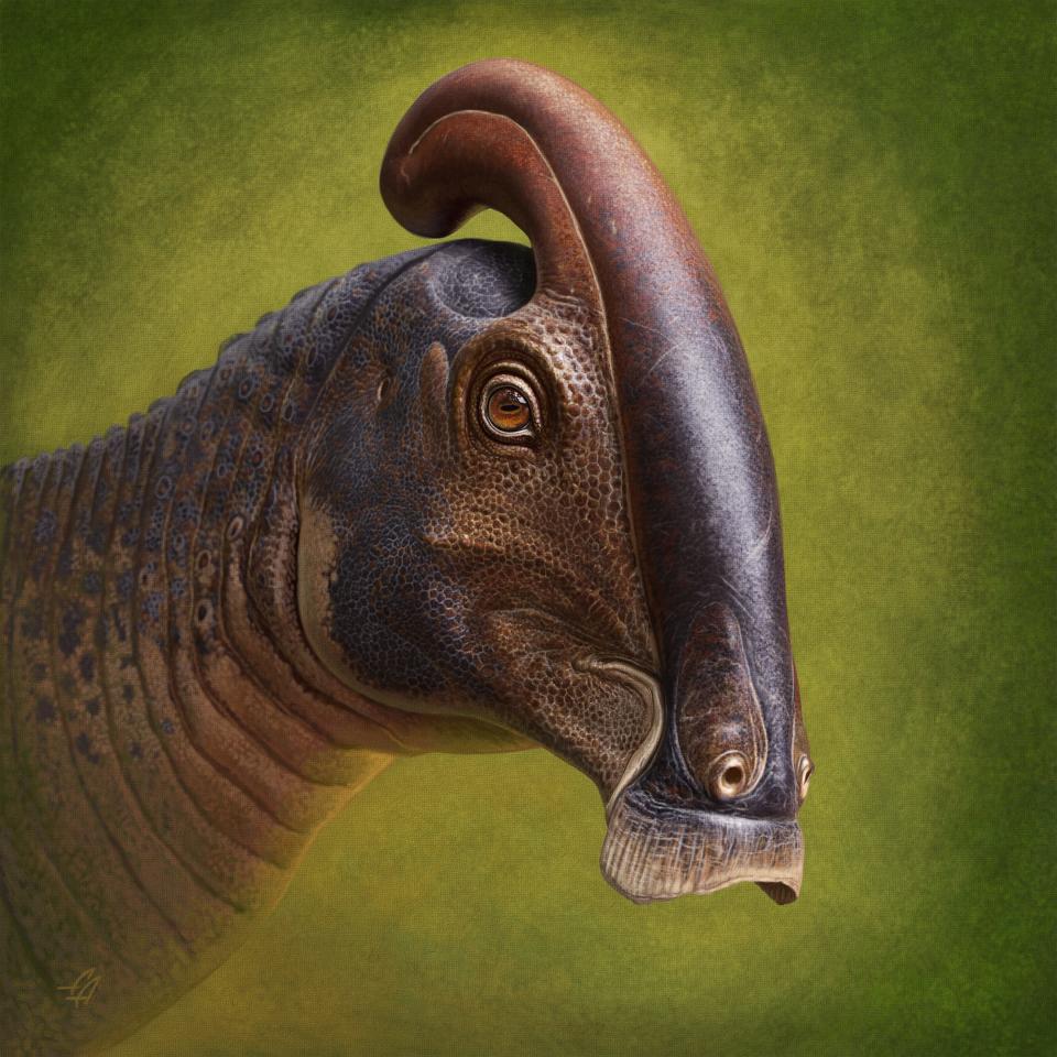 A reconstruction of the head of a Parasaurolophus cyrtocristatus based on fossilized remains discovered in 2017 in the Bisti/De-Na-Zin Wilderness area south of Farmington.