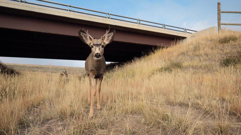 Deer make use of a highway underpass.  / Credit: CBS News