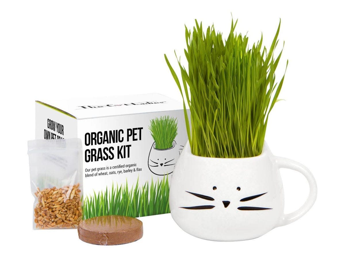cat grass kit