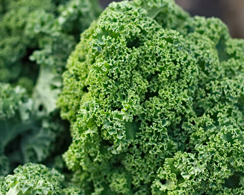 Powerhouse fruit and vegetables: Kale