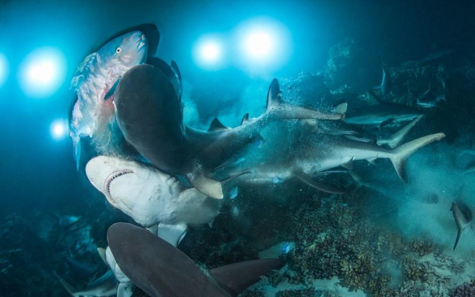 Shark captures parrotfish