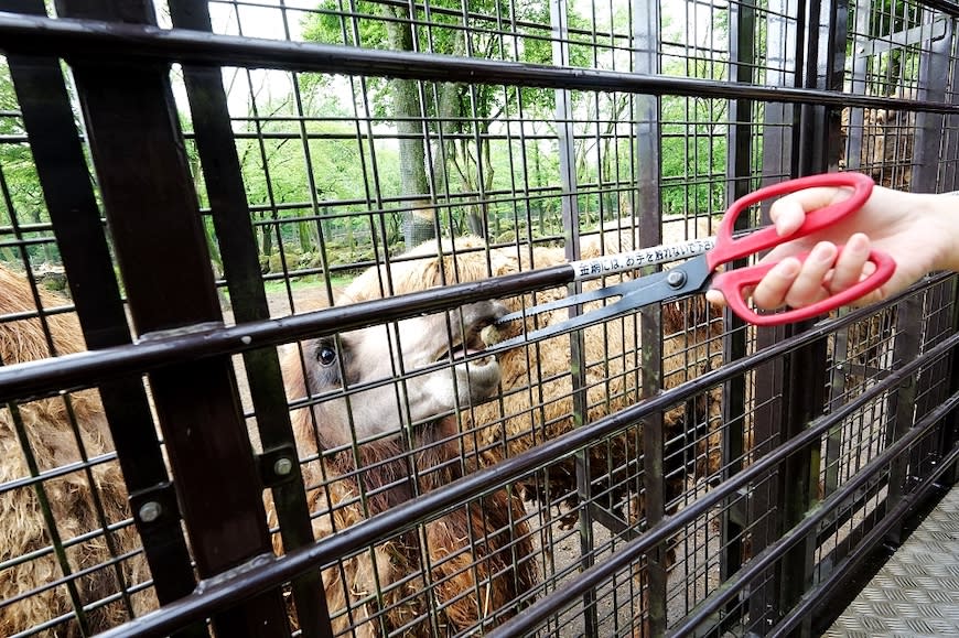 日本富士野生動物園Fuji Safari Park