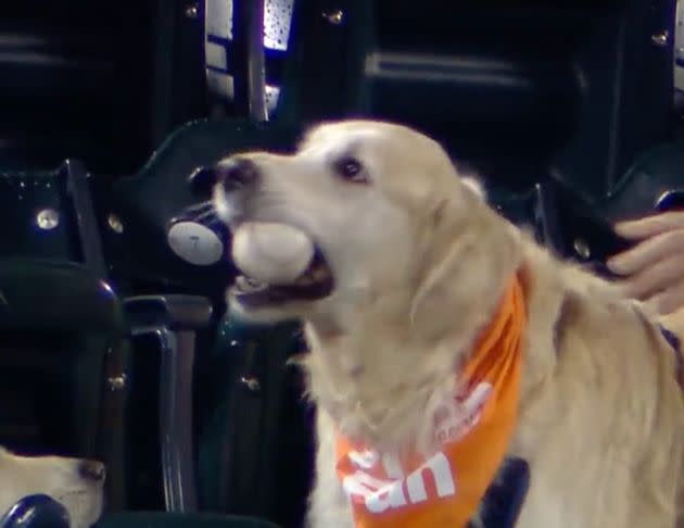 A golden retriever named Renegade ended up with Francisco Lindor's home run ball Tuesday night at Citi Field. (Photo: SNY TV)