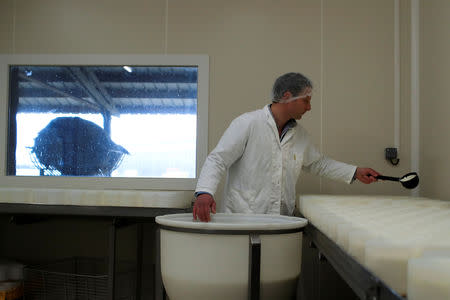 Charles Breant, one of the owners of French non-pasteurizer Camembert cheese farm ''Le 5 Freres de Bermonville", pours curd into molds at the farm in Bermonville, France, March 12, 2019. REUTERS/Gonzalo Fuentes