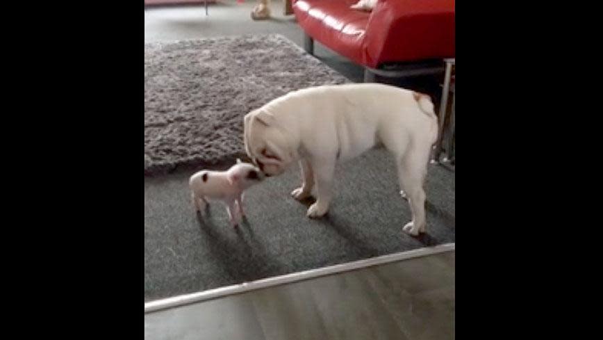 WATCH: Adorable moment a tiny piglet is introduced to a deaf bulldog pup