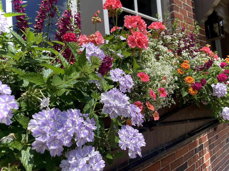 The window boxes have hidden irrigation and are fertilized and pinch or pruned as needed every two weeks. This photo taken June 7 shows an explosion of growth.