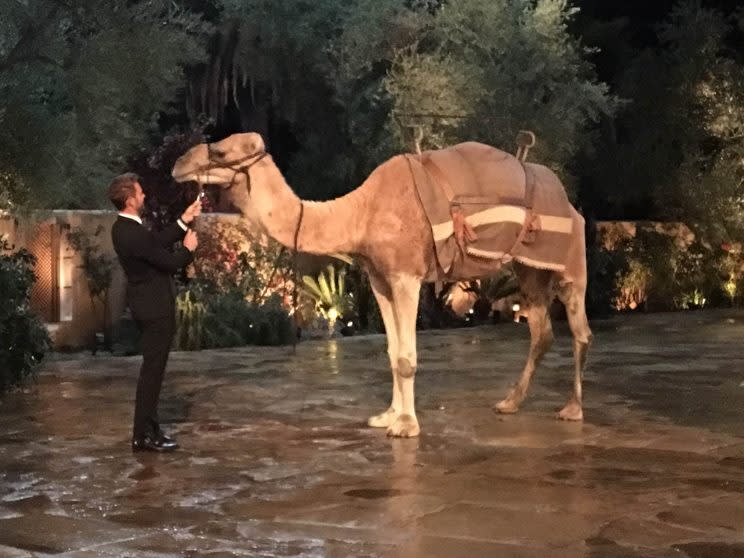 Nick with Lacey's camel (Photo: Chris Harrison)