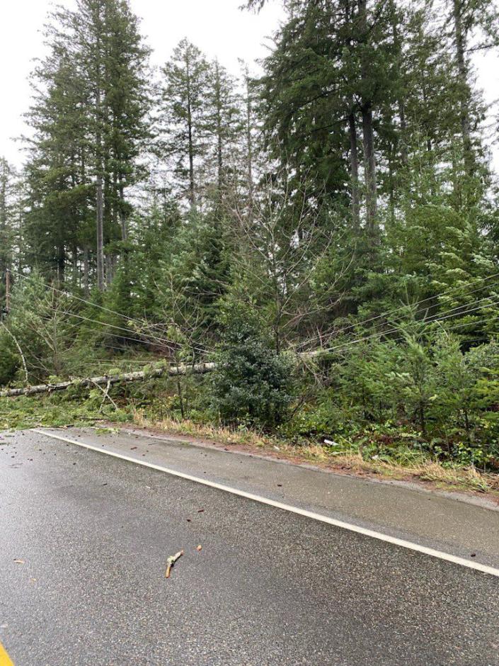 A tree fell and knocked over power lines on SR 3 between Airport Way and Lake Flora Road, fully blocking the road.