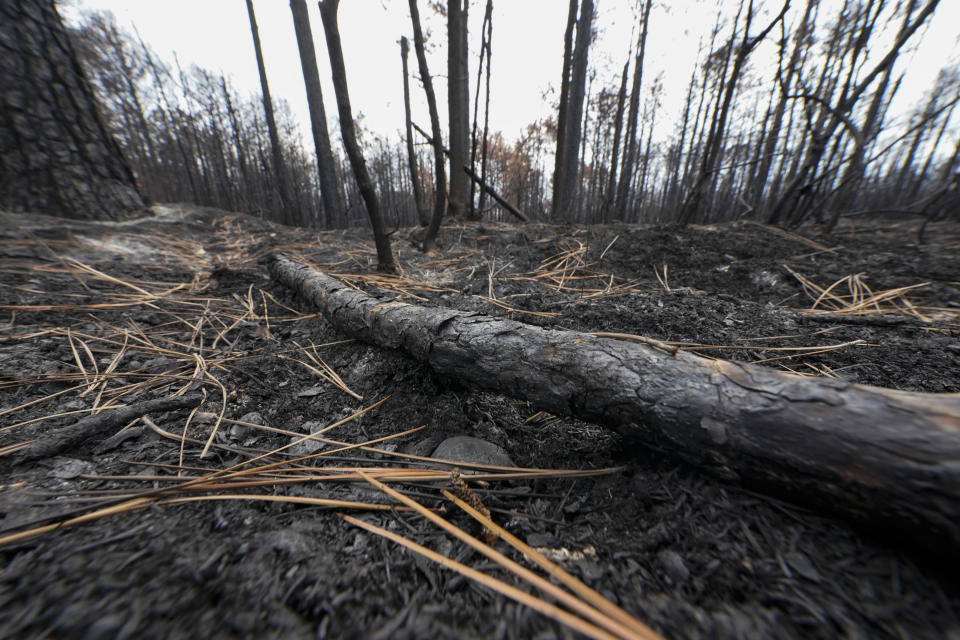 Burnt forest from a wildfire is seen in Leesville, La., Wednesday, Sept. 13, 2023. (AP Photo/Gerald Herbert)