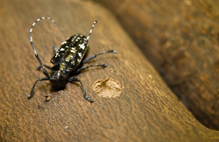 Asian longhorned beetles are recognizable by their shiny black bodies with white spots about 1-1 ½ inches long.
