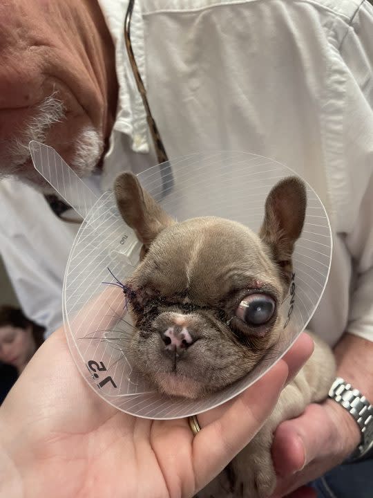 This pictures shows a baby French Bulldog named Amari wearing a cone.