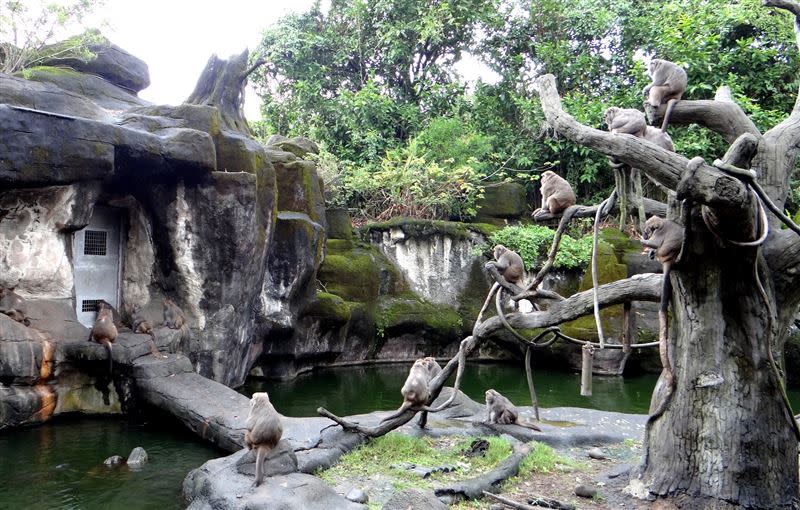 每隻臺灣獼猴都有固定的吃飯位置。（圖／臺北市立動物園提供）