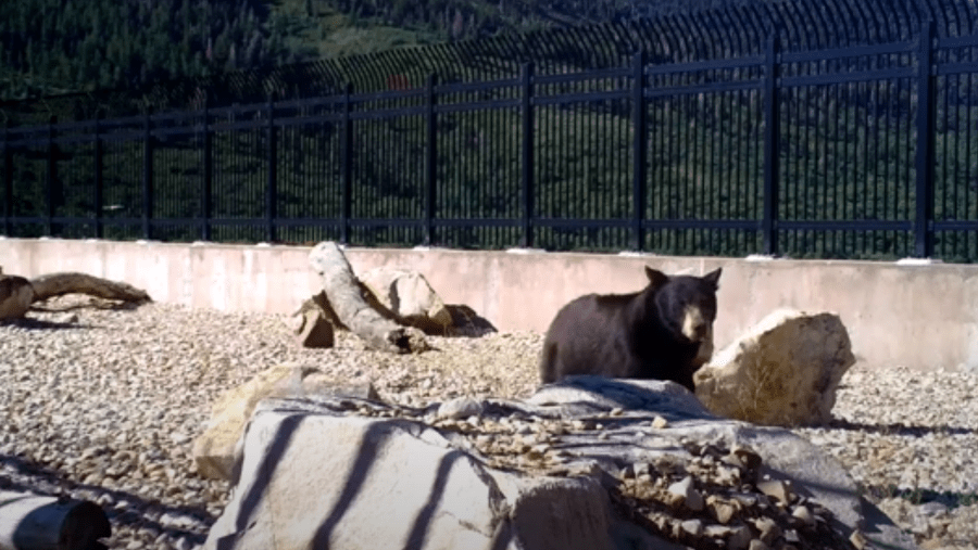 This is a screenshot showing a black bear crossing the Parleys Canyon wildlife overpass.