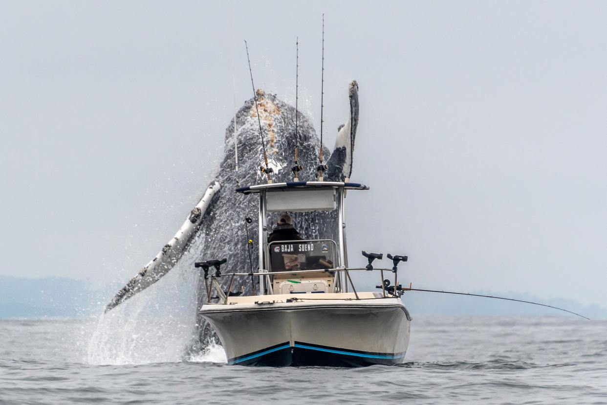 Die beeindruckenden Bilder der Begegnung von Mensch und Tier wurden in der kalifornischen Monterey Bay aufgenommen. (Bild: Douglas Croft/Caters News)