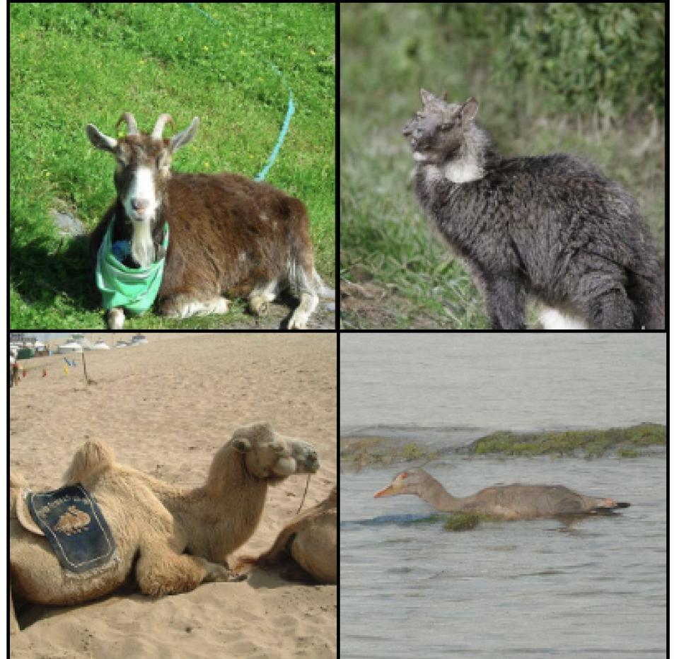 Photo of a goat (top left), and photo of a camel (bottom left), alongside photos generated by AI from human brain waves.