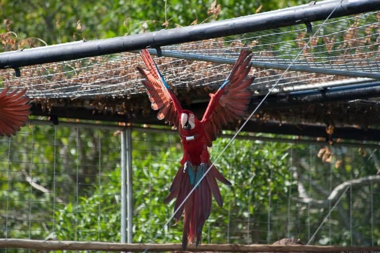 La nueva población de guacamayos se suma al resto de las que ya viven libre en los montes de Yerbalito