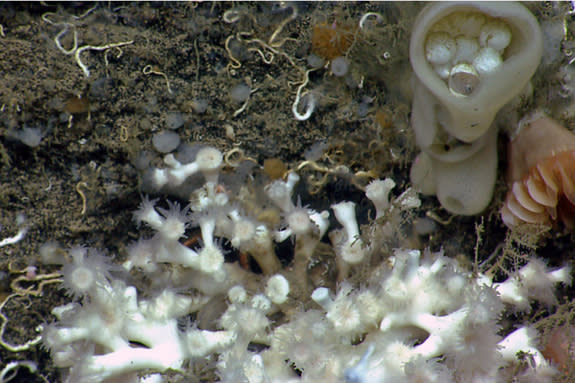 An octopus hatchling rests inside a glass sponge in Hydrographer Canyon, a 6,000-foot deep (1,820 meters) canyon offshore of Nantucket, Mass.
