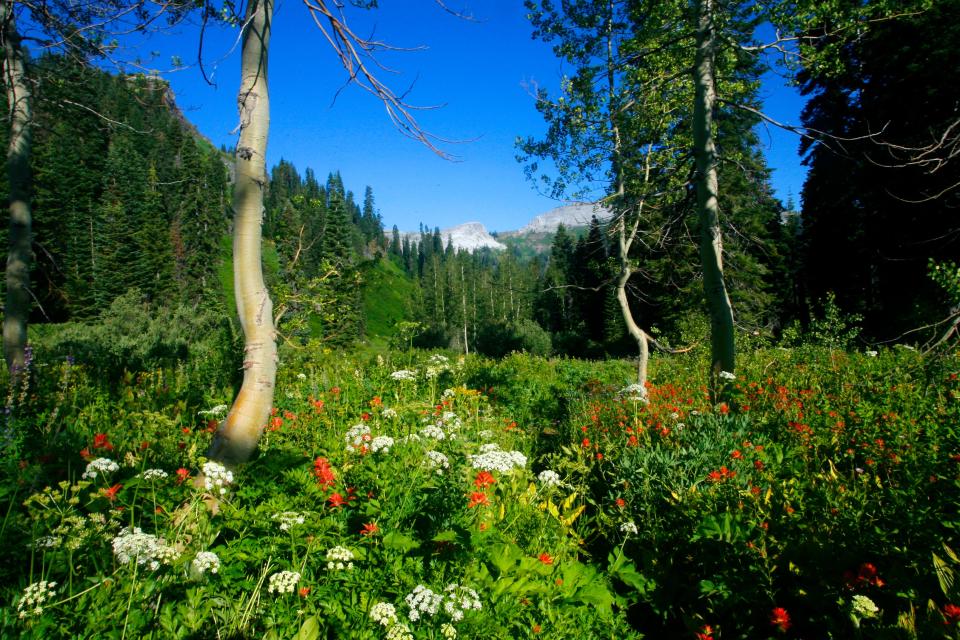 View of the Marble Rim through a trail in the extreme northern California's Marble Mountain Wilderness.