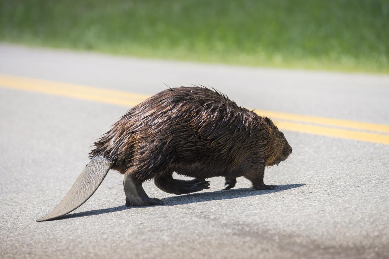 beaver walking across the street