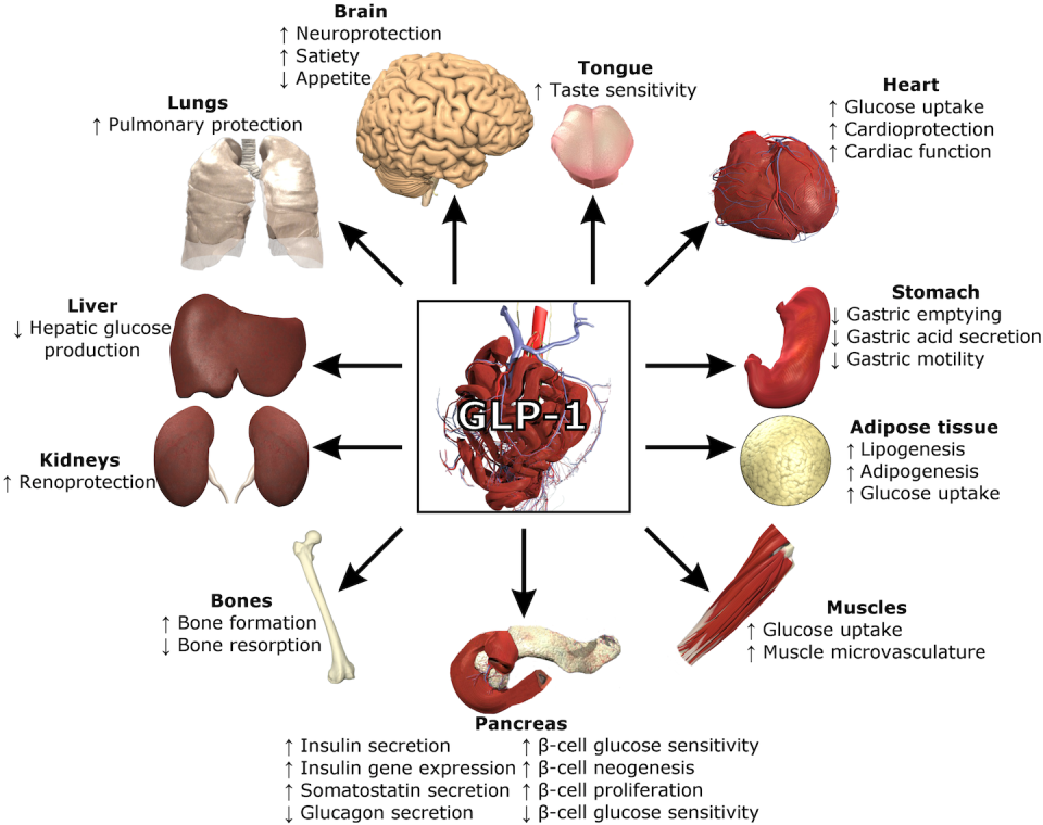 GLP-1 serves many functions in the body. <a href="https://en.wikipedia.org/wiki/File:FunctionsOfGLP-1.png" rel="nofollow noopener" target="_blank" data-ylk="slk:Lthoms11/Wikimedia Commons;elm:context_link;itc:0;sec:content-canvas" class="link ">Lthoms11/Wikimedia Commons</a>, <a href="http://creativecommons.org/licenses/by-sa/4.0/" rel="nofollow noopener" target="_blank" data-ylk="slk:CC BY-SA;elm:context_link;itc:0;sec:content-canvas" class="link ">CC BY-SA</a>