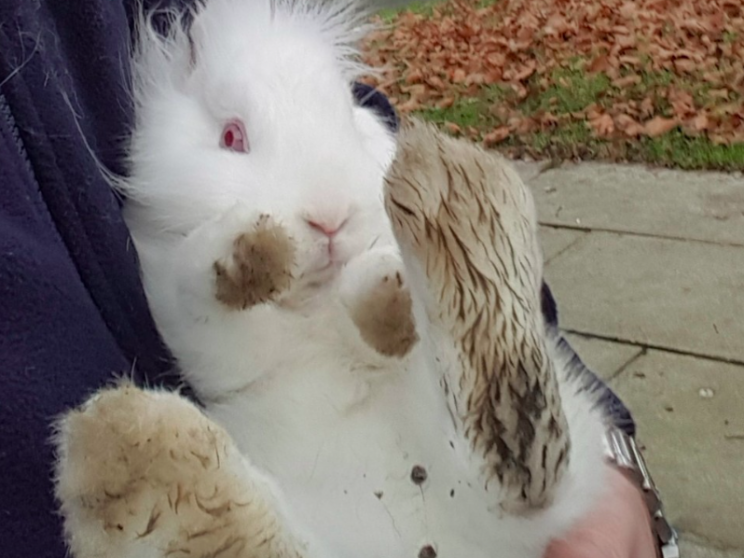 Rescued: Fortunately the rabbit hadn't suffered any injuries (RSPCA)