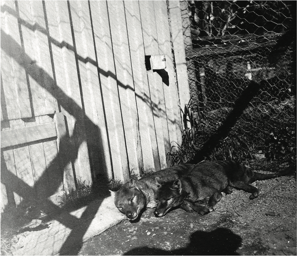 Two thylacines at Beaumaris Zoo in 1918 leaning against each other.