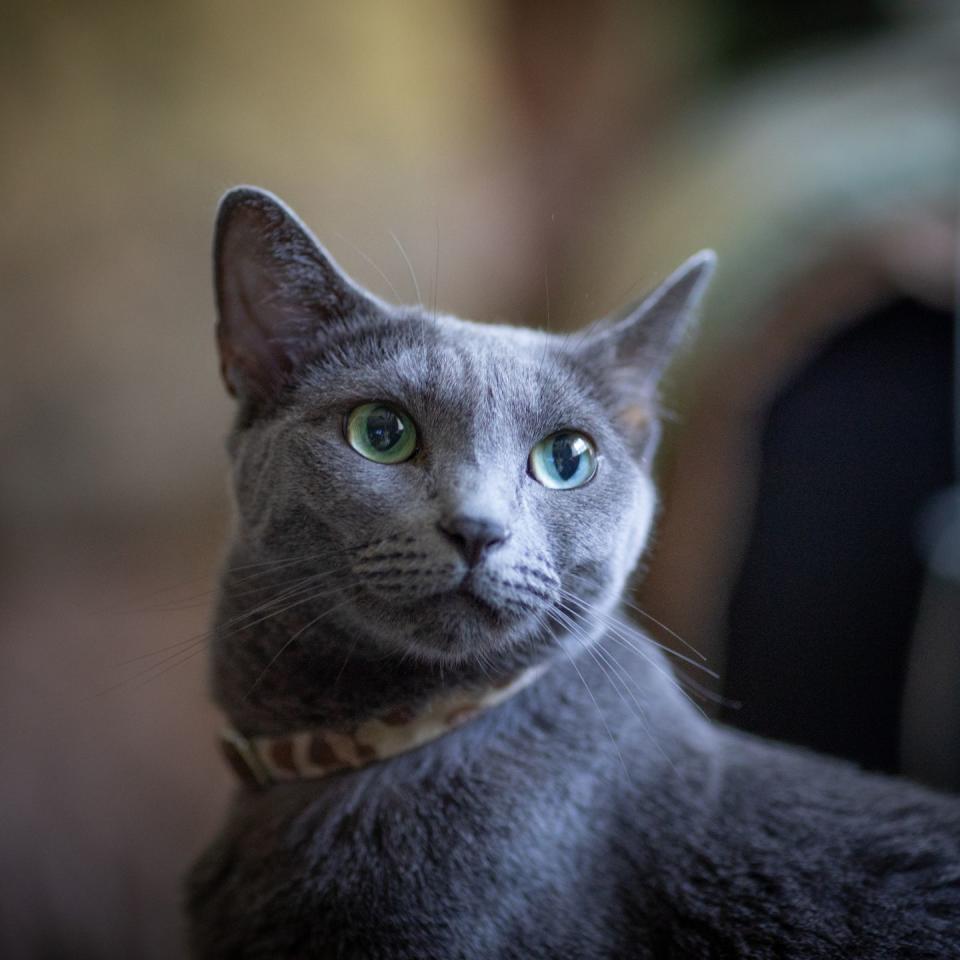 Russian Blue