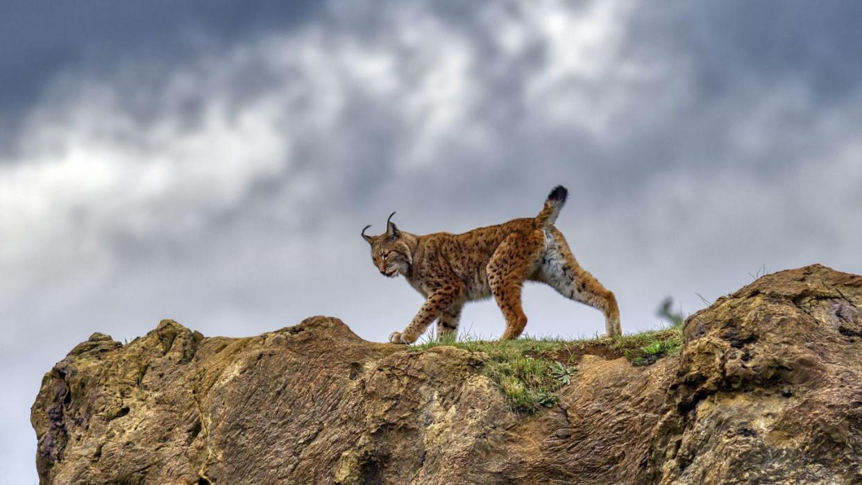 a female eurasian lynx walking on a rock, contrasting her silhouette against the background of the sky with storm clouds lynx lynx