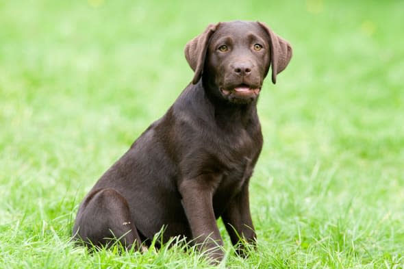 faily's labrador eats £400 holiday money