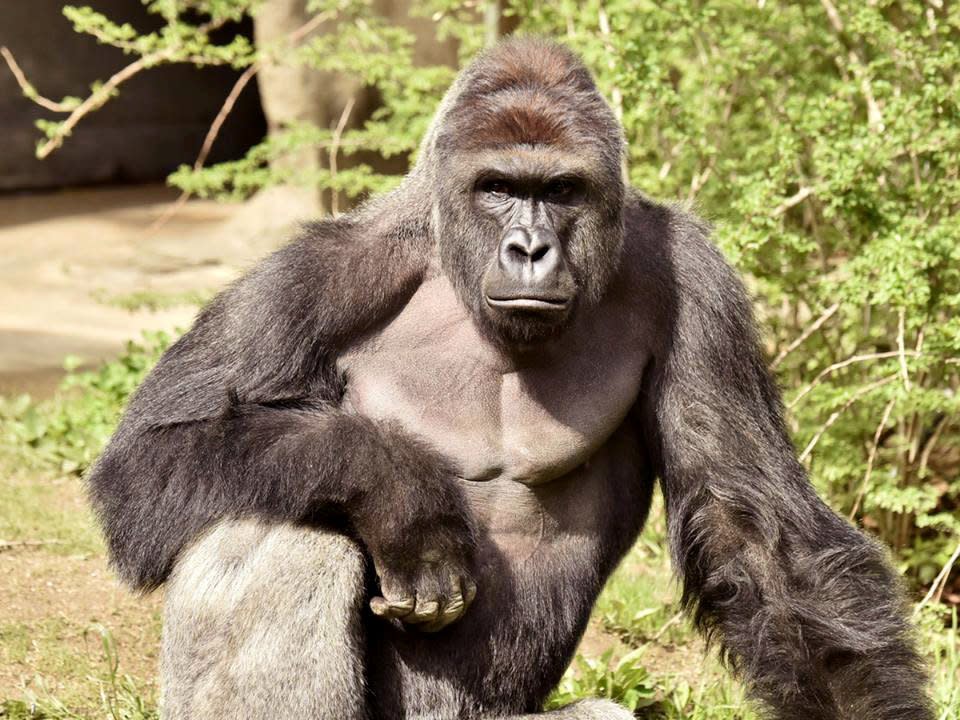 Cincinnati Zoo gorilla