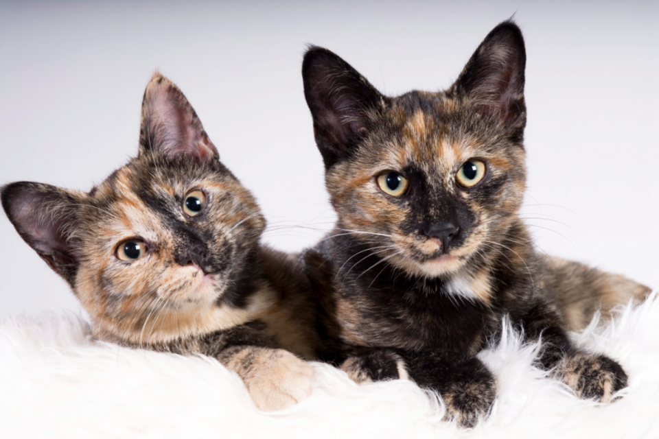 These Facts About Tortoiseshell Cats Prove They're The Divas of the Cat World