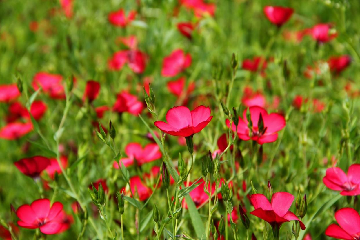 types of wildflowers scarlet flax