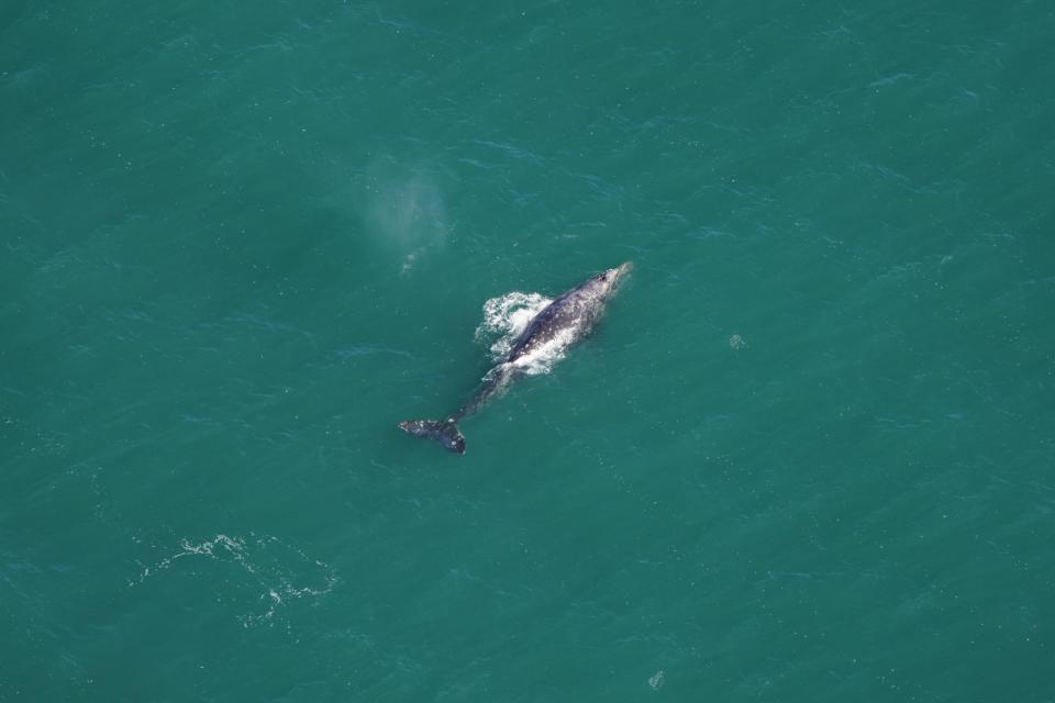 An aerial picture of a swimming grey whale.