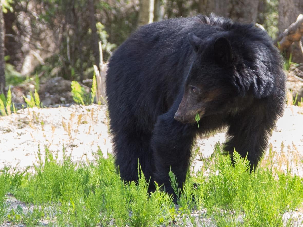 B.C. conservation officers are warning people to stay away from Kootowis Creek in Tofino after an angler was knocked over by a black bear. (Robson Fletcher/CBC - image credit)