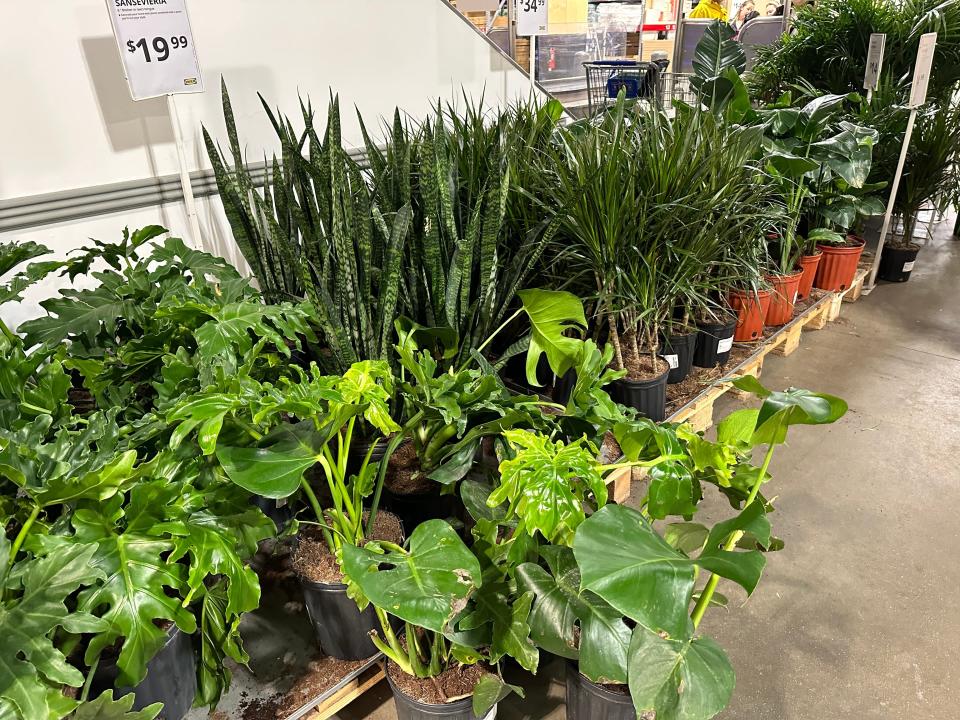 Live plants at Ikea